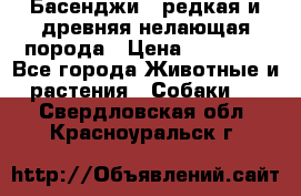 Басенджи - редкая и древняя нелающая порода › Цена ­ 50 000 - Все города Животные и растения » Собаки   . Свердловская обл.,Красноуральск г.